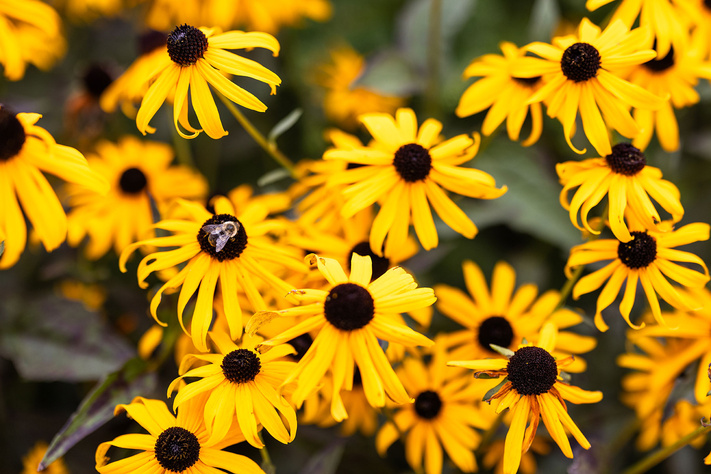 Bee resting on a yellow black-eyed Susan flower surrounded by blooming flowers in a summer garden.