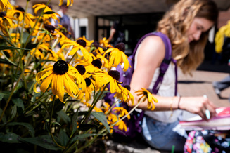 Yellow black-eyed Susan flowers in focus with a student writing outdoors near a campus building.